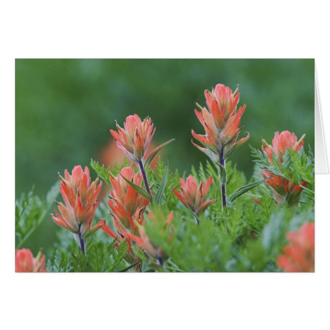 Indischer Pinsel, Castilleja miniata, Ouray, (Vorderseite (Horizontal))