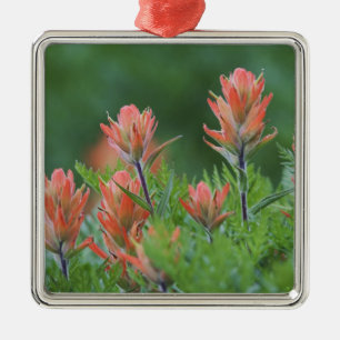 Indischer Pinsel, Castilleja miniata, Ouray, Ornament Aus Metall