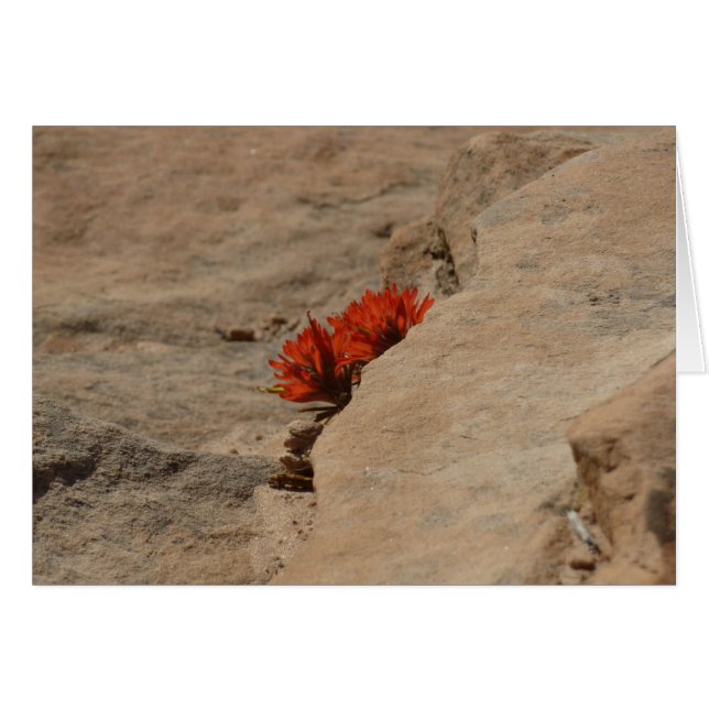 Indischer Pinsel in Rocks bei Zion (Vorderseite (Horizontal))