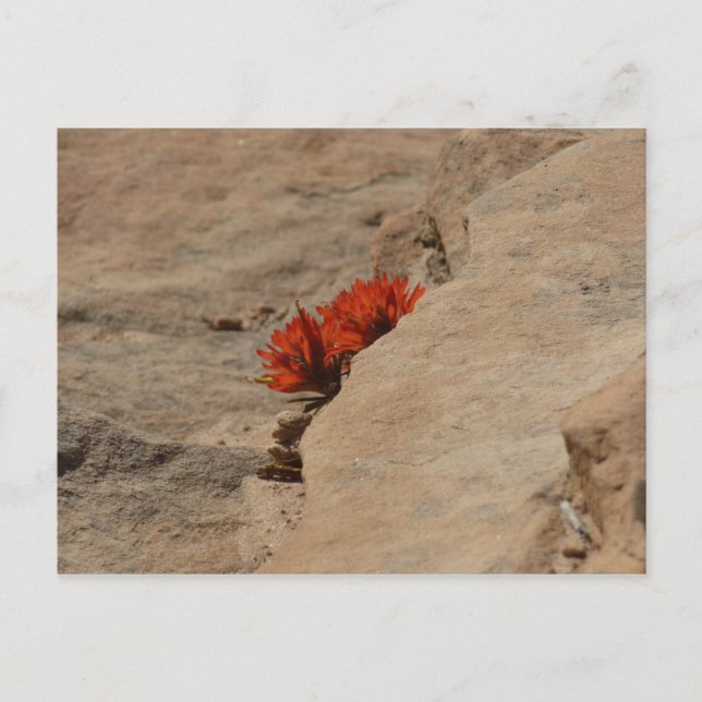 Indischer Pinsel in Rocks bei Zion Postkarte (Vorderseite)