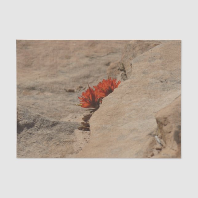 Indischer Pinsel in Rocks bei Zion Seidenpapier (Vorderseite)