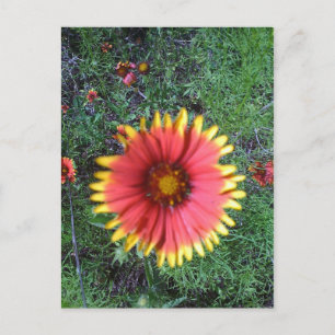 Indischer Pinsel Postkarte