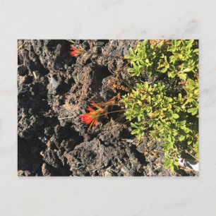 Indischer Pinsel Postkarte