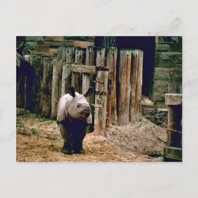 Indischer Rhino Postkarte (Vorderseite)