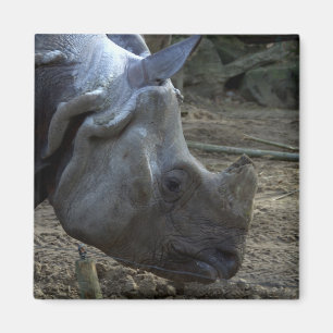 Indischer Rhinoceros Magnet