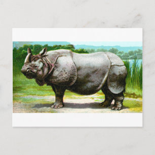 Indischer Rhinoceros Postkarte