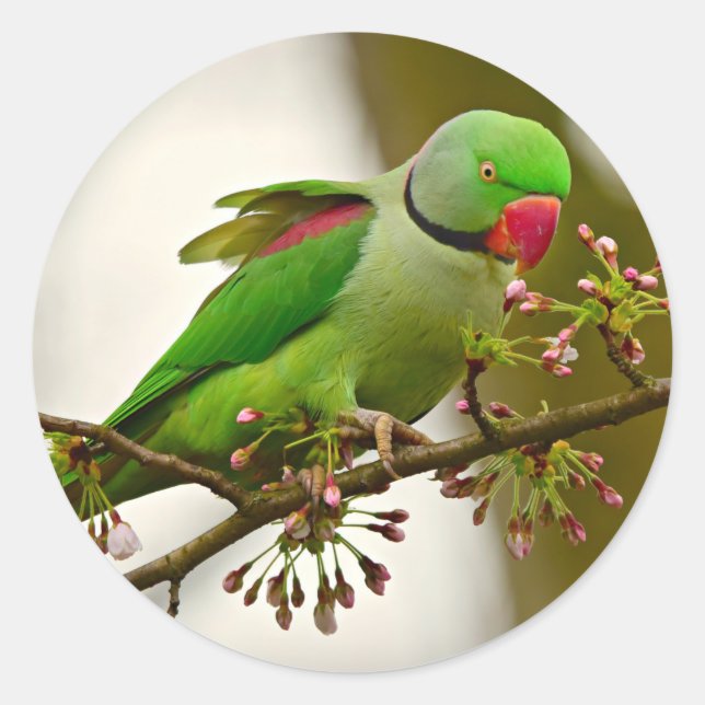 Indischer Ringelpapagei Runder Aufkleber (Vorderseite)