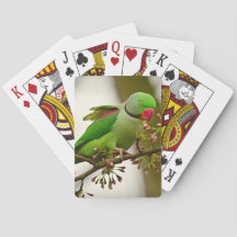 Indischer Ringelpapagei