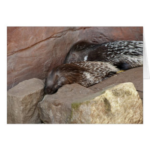 Indischer Stachelschwein