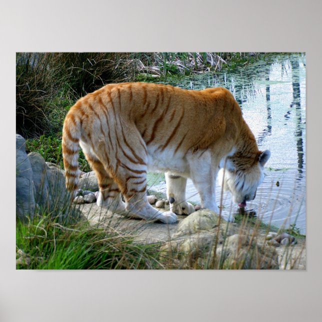 Indischer Tiger Poster (Vorne)