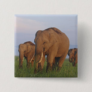 Indisches Elefant im Grasland Button