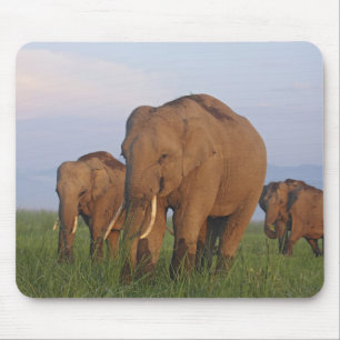 Indisches Elefant im Grasland Mousepad
