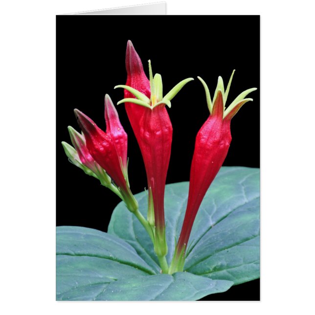 Indisches Rosa (Vorne)