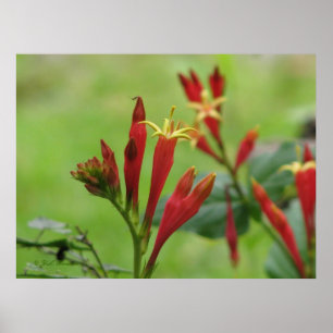 Indisches rosa Plakat