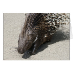 Indisches Stachelschwein