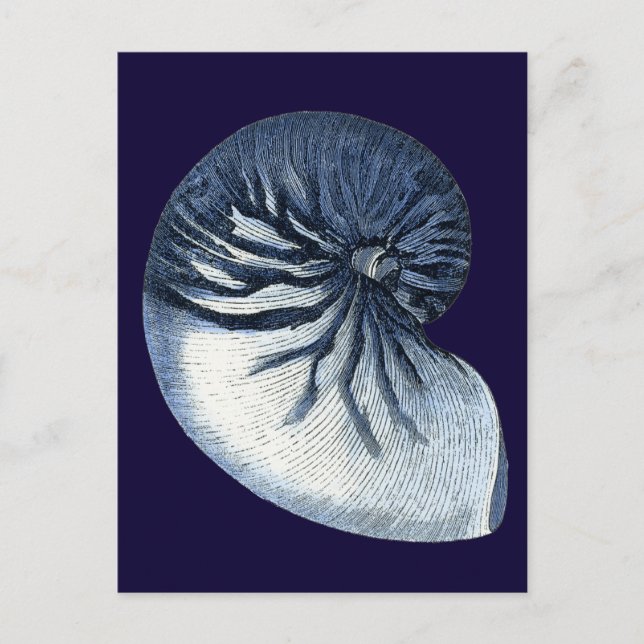 Indizien-Muscheln VII Postkarte (Vorderseite)