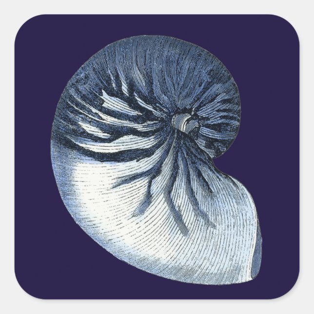Indizien-Muscheln VII Quadratischer Aufkleber (Vorderseite)