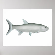 Indo-Pacific Tarpon