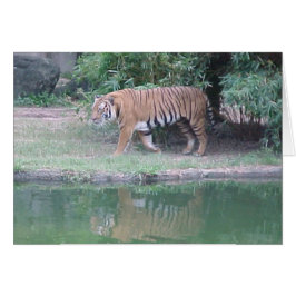 Indochinese Tiger