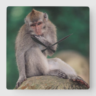 Indonesien, Bali, Ubud, Macaque 2 Quadratische Wanduhr