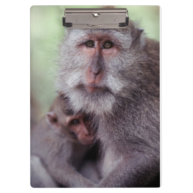 Indonesien, Bali, Ubud, Macaque Klemmbrett (Vorderseite)