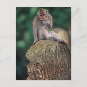 Indonesien, Bali, Ubud, Macaque Postkarte
