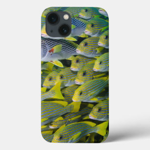 Indonesien. Fische zur Schule gehend Case-Mate iPhone Hülle