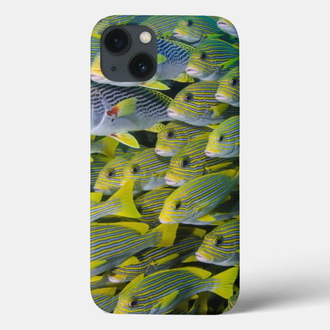 Indonesien. Schooling Fisch Case-Mate iPhone Hülle (Rückseite)