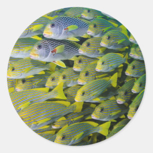 Indonesien. Schooling Fisch Runder Aufkleber