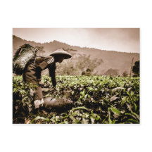 Indonesische Teefelder Arbeitnehmer 2, Reise Postk