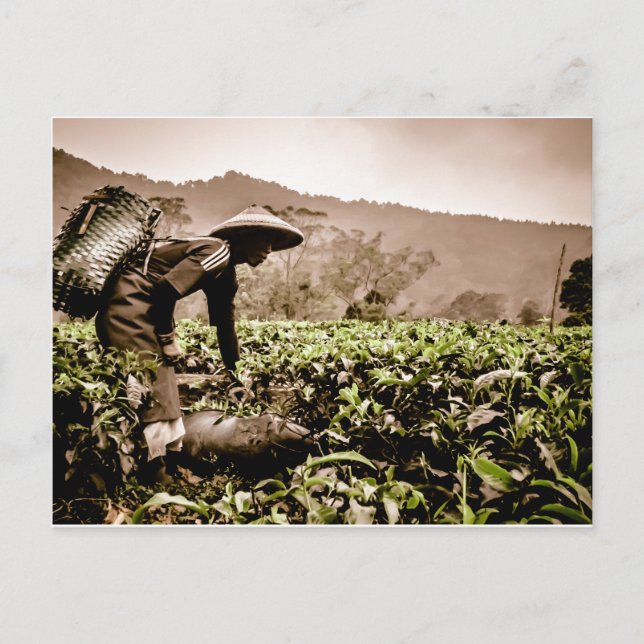 Indonesische Teefelder Arbeitnehmer 2, Reise Postk Postkarte (Vorderseite)
