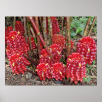 Indonesische Wax Ginger