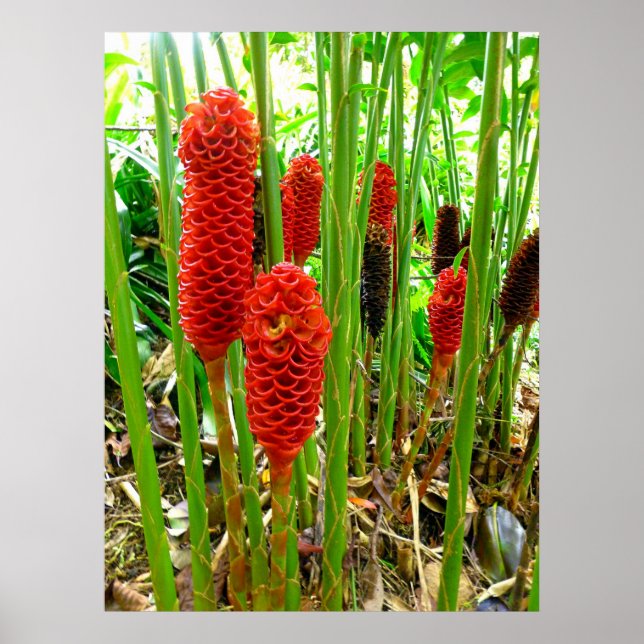 Indonesische Wax Ginger Poster (Vorne)
