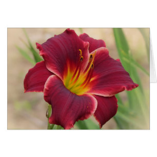 Inestimable - Daylily de changement de poche