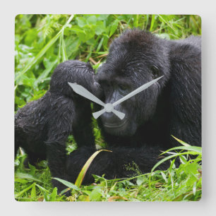 Infant Mountain Gorilla Kisses Silverback Gorilla Quadratische Wanduhr