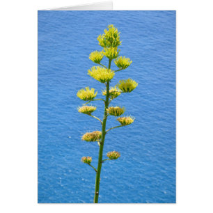 Inflorescence du plante Agave.