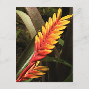"Infloreszenz Vriesea bromelia" Postkarte