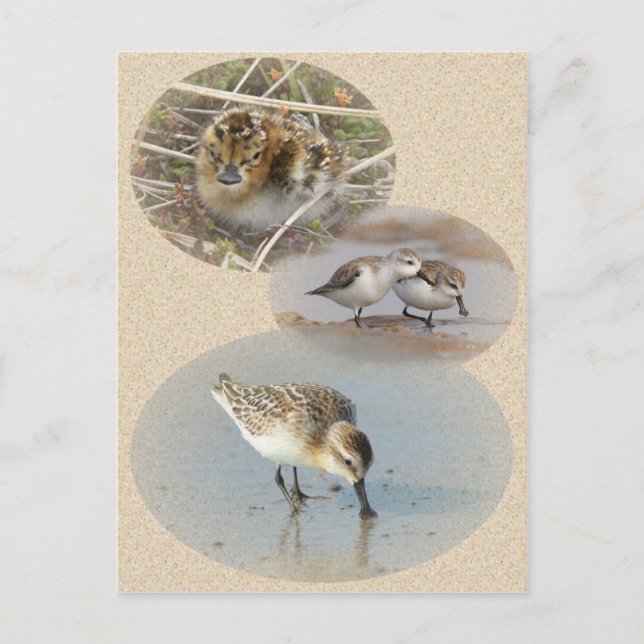 Info-Karte mit Spoon-Billed Sandpiper Postkarte (Vorderseite)