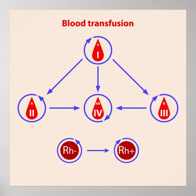 infographische Bluttransfusion Poster (Vorne)