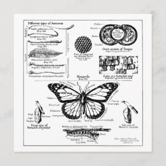 Informationen über Monarch Butterfly Einladung