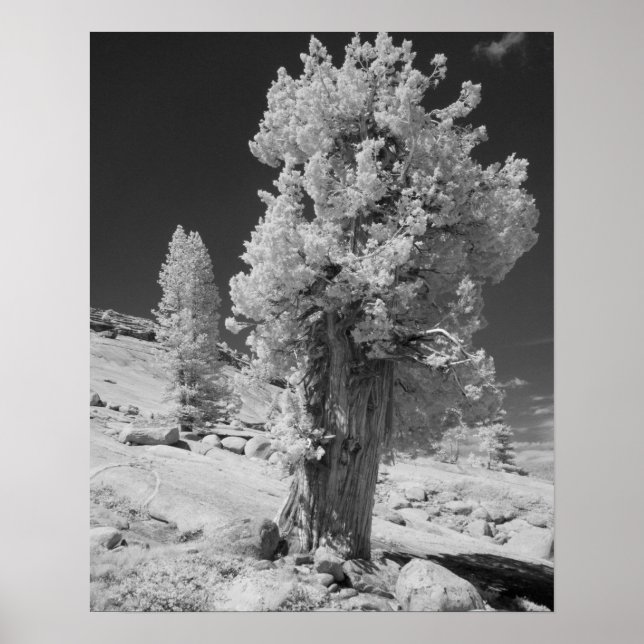 Infrarot-Foto im Osten des Yosemite National Poster (Vorne)
