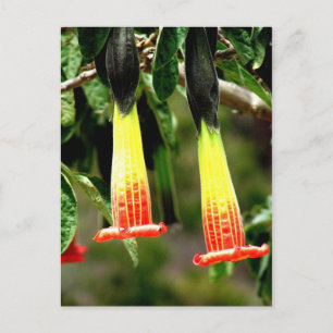 Ingapirca Inca Ruinen, Ecuador Postkarte