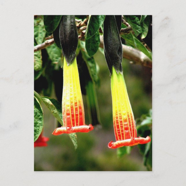 Ingapirca Inca Ruinen, Ecuador Postkarte (Vorderseite)