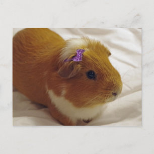 Ingwer-Guinea Postkarte