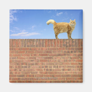 Ingwer-Katze stehend auf Ziegelstein-Wand Magnet