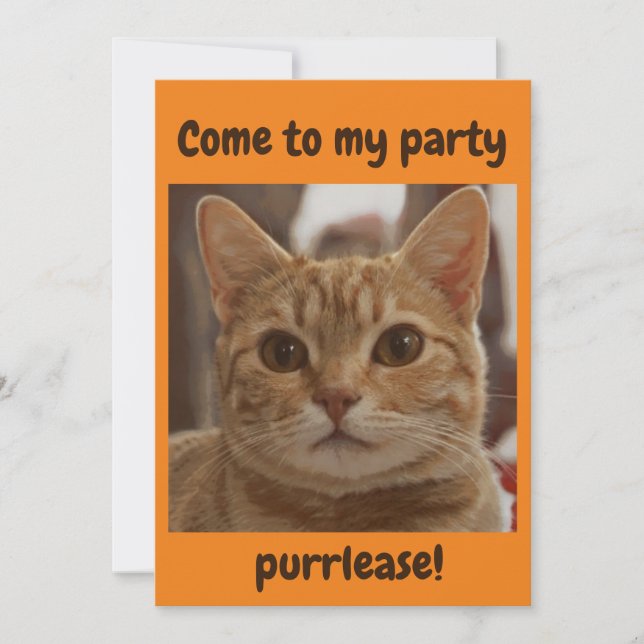 Ingwer Katzenbraun Augen Party Purpur Orange Einladung (Vorderseite)