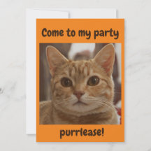 Ingwer Katzenbraun Augen Party Purpur Orange