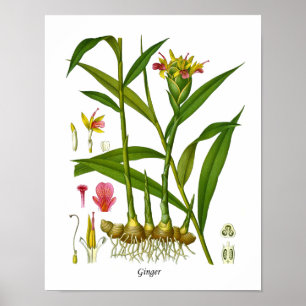 Ingwer-Pflanzen-Illustration Juicing Poster