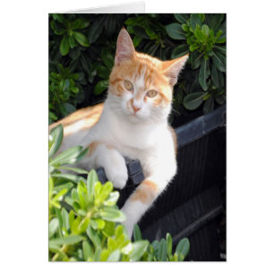 Ingwer und weiße Katze