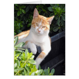 Ingwer und Weiße Katze